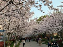 -高东镇樱花园