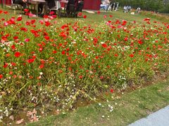 -春花秋色城市公园