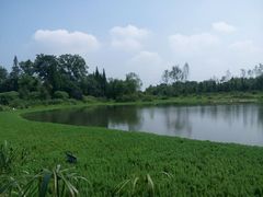 android_upload_pic-桤木河湿地公园