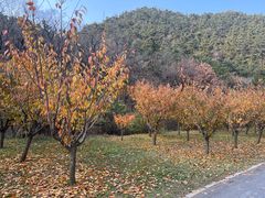 -金龙寺国家森林公园