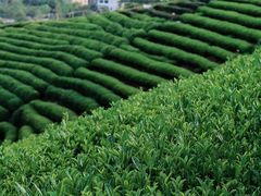 -龙坞茶村
