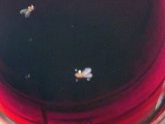 -王红军龙虾(新民路店)