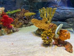 -上海海洋水族馆