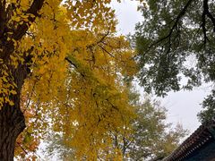 -北京石刻艺术博物馆(五塔寺)