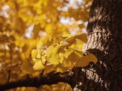 -重庆市江北嘴中央商务区中央公园