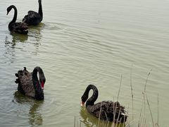 -南大港湿地风景区