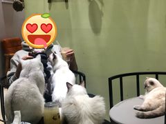 -藏猫猫咖啡主题馆(中央大道店)