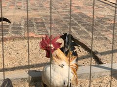 -深圳野生动物园