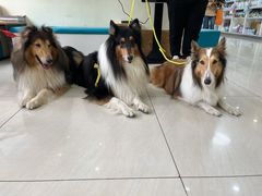 -美联众合动物医院·24h京西诊疗中心