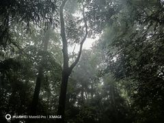 -天目山大树王景区