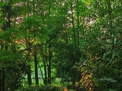 -上海共青森林公园