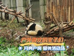 -成都大熊猫繁育研究基地