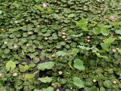 -荷塘月色湿地公园·向阳花洲