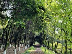 -铁山坪森林公园