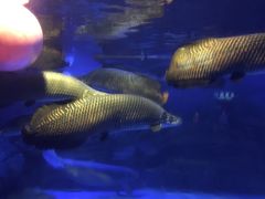 -烟台海昌鲸鲨海洋公园