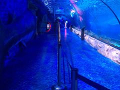 -迪拜水族馆及水下动物园