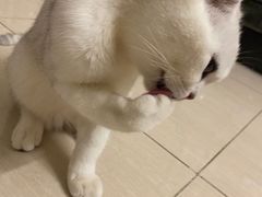 -lincat·猫舍(广州店)