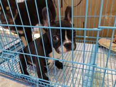 -1013 PET SHOP精品宠物商店(丁香店)