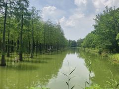 -泗洪洪泽湖湿地景区