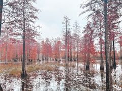 -池杉湖湿地公园