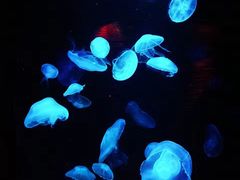 -悉尼海洋生物水族馆