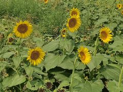 -汉长安城未央宫国家考古遗址公园