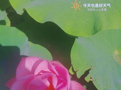 -莲花池公园