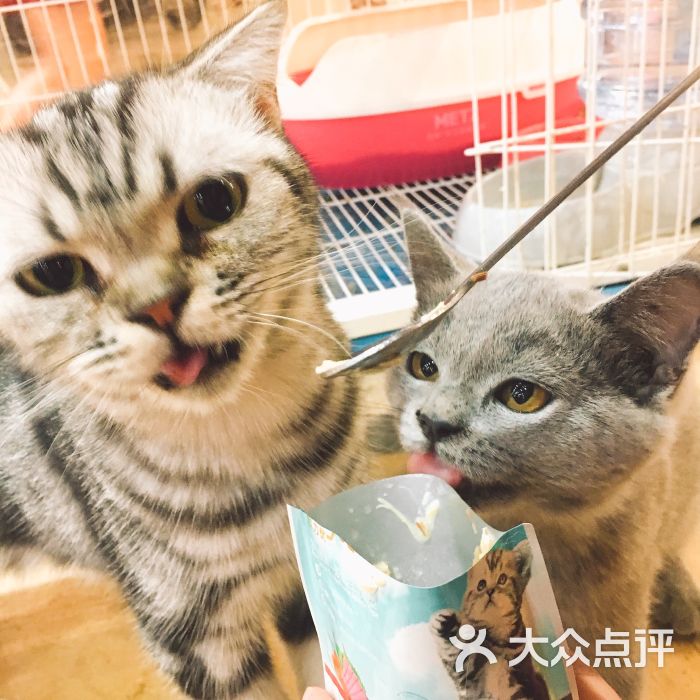angelacat猫咪主题咖啡馆(新街口店)图片 - 第191张