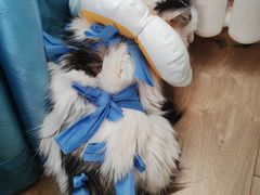 -美联众合动物医院·24h转诊中心