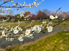 -花开海上生态园