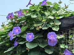 -马三妹跷脚牛肉(苏稽总店)