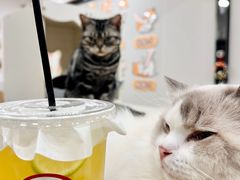 -有喵·猫咖·狗咖·30几只猫10只小狗(岗厦店)