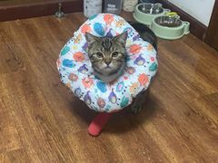 -纳吉亚猫专科动物医院(康都外科中心)