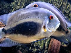 -上海海洋水族馆