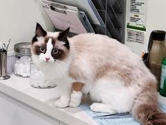 -艾吉宠物医院·疑难杂症转诊中心·猫友好(碧江路院)