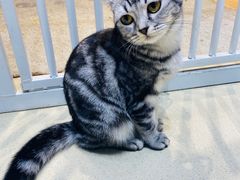 -藏猫猫咖啡主题馆(中央大道店)