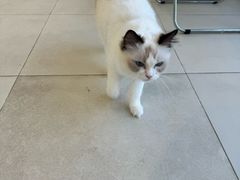 -怪兽屋·羊驼·猫咖·狗咖(俊华广场店)