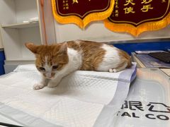 -宠福鑫动物医院(立水桥分院)