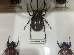 -上海大自然野生昆虫馆