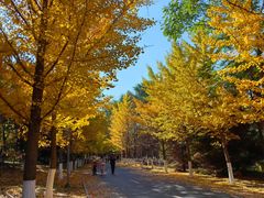 -长白岛森林公园