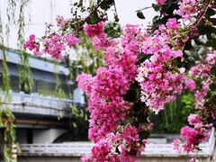 -运河游船(武林门码头)