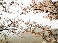 -樱花山风景区