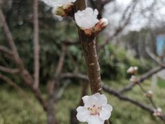 -青枫公园
