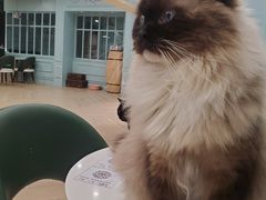 -安格丽娜·狗咖·猫咖羊驼咖(春熙路百盛商场店)