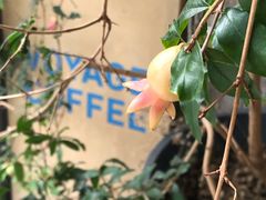 -VOYAGE COFFEE 咖啡烘焙工坊店(798艺术区店)