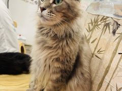-楼上猫咖(罗湖店)