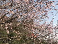 -香山公园