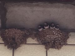 -康陵正德春饼宴26号