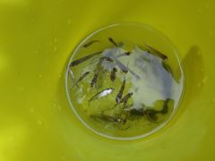 -素山寺森林公园