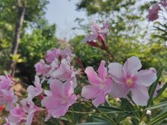 -神光山国家森林公园